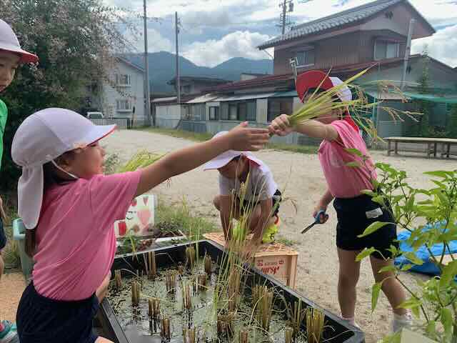 ほし組のお部屋の前に作ったミニ田んぼも収穫です！