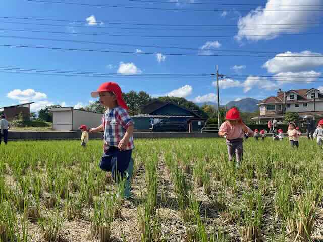 田んぼの中で駆け回るひよこさん♫